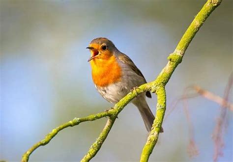 do birds like music - Exploring the Intricate Relationship Between Avian Species and Musical Rhythms in an Imaginative Symphony